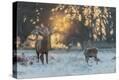 Stretched Canvas Print