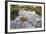 Raft Spider (Dolomedes Fimbriatus) Female on Heathland Pool-Alex Hyde-Framed Photographic Print