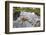 Raft Spider (Dolomedes Fimbriatus) Female on Heathland Pool-Alex Hyde-Framed Photographic Print