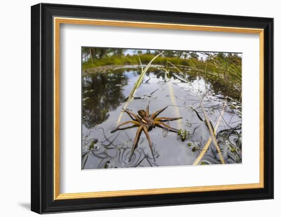 Raft Spider (Dolomedes Fimbriatus) Female on Heathland Pool-Alex Hyde-Framed Photographic Print