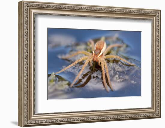 Raft Spider (Dolomedes Fimbriatus) on Water, Arne Rspb Reserve, Dorset, England, UK, July-Ross Hoddinott-Framed Photographic Print