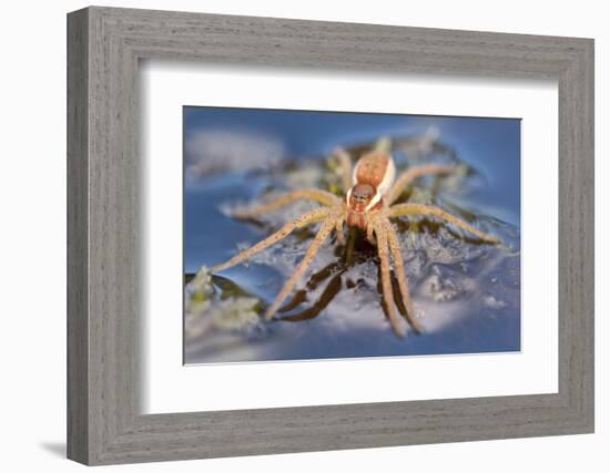 Raft Spider (Dolomedes Fimbriatus) on Water, Arne Rspb Reserve, Dorset, England, UK, July-Ross Hoddinott-Framed Photographic Print