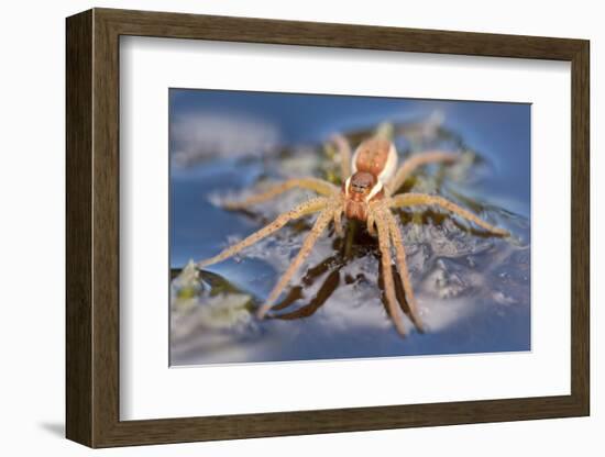 Raft Spider (Dolomedes Fimbriatus) on Water, Arne Rspb Reserve, Dorset, England, UK, July-Ross Hoddinott-Framed Photographic Print