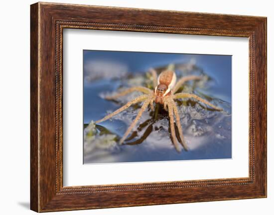 Raft Spider (Dolomedes Fimbriatus) on Water, Arne Rspb Reserve, Dorset, England, UK, July-Ross Hoddinott-Framed Photographic Print