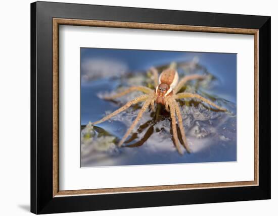 Raft Spider (Dolomedes Fimbriatus) on Water, Arne Rspb Reserve, Dorset, England, UK, July-Ross Hoddinott-Framed Photographic Print