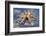 Raft Spider (Dolomedes Fimbriatus) on Water, Arne Rspb Reserve, Dorset, England, UK, July-Ross Hoddinott-Framed Photographic Print