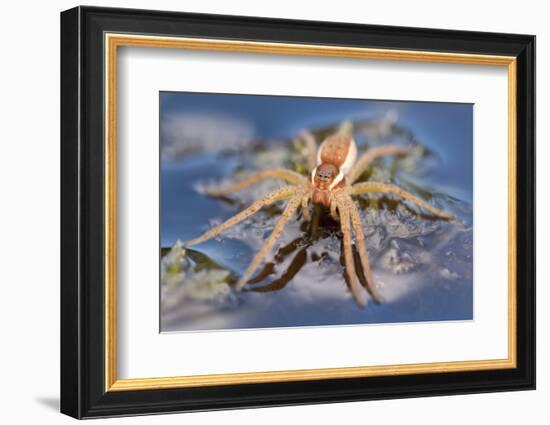 Raft Spider (Dolomedes Fimbriatus) on Water, Arne Rspb Reserve, Dorset, England, UK, July-Ross Hoddinott-Framed Photographic Print