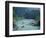 Rafters Along the Middle Fork of the Flathead River, Glacier National Park, Montana, USA-Jamie & Judy Wild-Framed Photographic Print