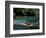 Rafting on the Martha Brae River, Jamaica, Caribbean-Greg Johnston-Framed Photographic Print