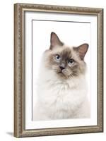 Ragdoll Blue Colourpoint in Studio-null-Framed Photographic Print