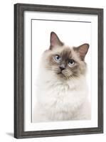 Ragdoll Blue Colourpoint in Studio-null-Framed Photographic Print