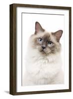 Ragdoll Blue Colourpoint in Studio-null-Framed Photographic Print