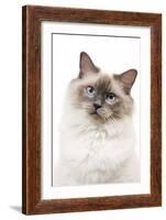 Ragdoll Blue Colourpoint in Studio-null-Framed Photographic Print