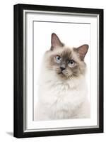 Ragdoll Blue Colourpoint in Studio-null-Framed Photographic Print