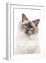 Ragdoll Blue Colourpoint in Studio-null-Framed Photographic Print