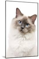 Ragdoll Blue Colourpoint in Studio-null-Mounted Photographic Print