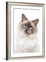 Ragdoll Blue Colourpoint in Studio-null-Framed Photographic Print