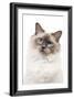 Ragdoll Blue Colourpoint in Studio-null-Framed Photographic Print