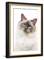 Ragdoll Blue Colourpoint in Studio-null-Framed Photographic Print