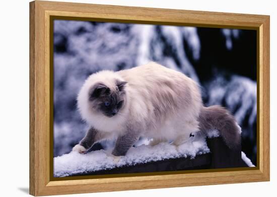 Ragdoll Cat on Fence-Darrell Gulin-Framed Premier Image Canvas