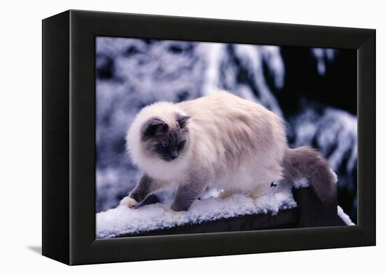 Ragdoll Cat on Fence-Darrell Gulin-Framed Premier Image Canvas