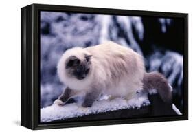 Ragdoll Cat on Fence-Darrell Gulin-Framed Premier Image Canvas