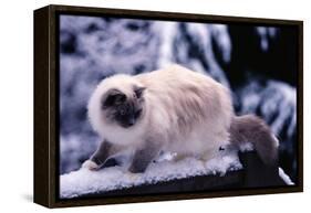 Ragdoll Cat on Fence-Darrell Gulin-Framed Premier Image Canvas