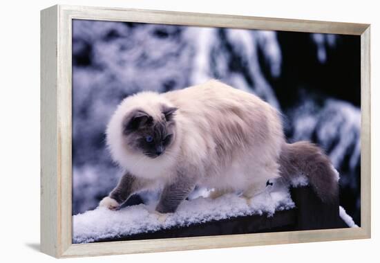 Ragdoll Cat on Fence-Darrell Gulin-Framed Premier Image Canvas