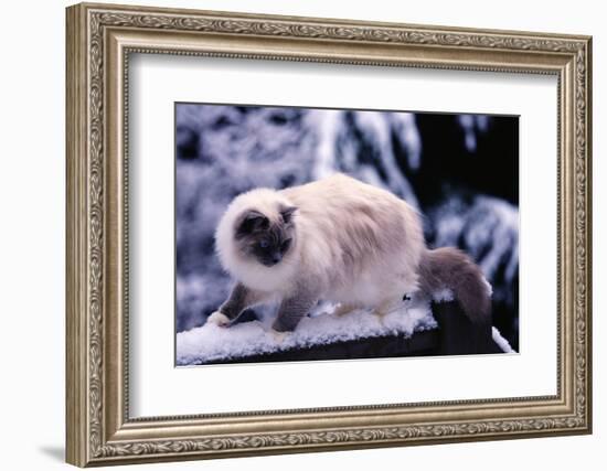 Ragdoll Cat on Fence-Darrell Gulin-Framed Photographic Print