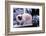 Ragdoll Cat on Fence-Darrell Gulin-Framed Photographic Print