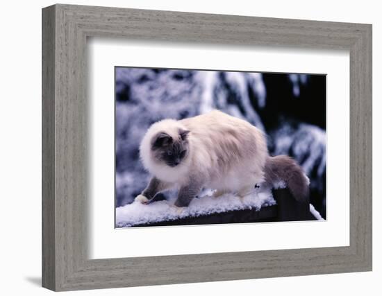 Ragdoll Cat on Fence-Darrell Gulin-Framed Photographic Print