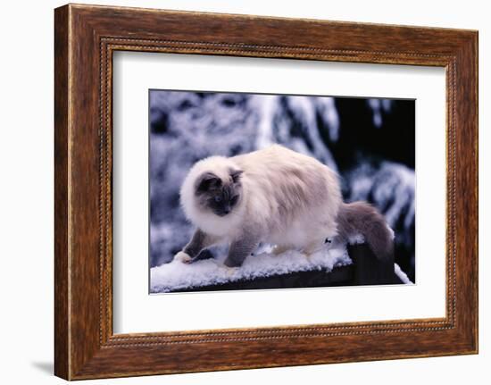 Ragdoll Cat on Fence-Darrell Gulin-Framed Photographic Print