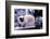 Ragdoll Cat on Fence-Darrell Gulin-Framed Photographic Print