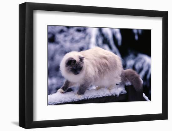 Ragdoll Cat on Fence-Darrell Gulin-Framed Photographic Print