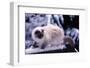 Ragdoll Cat on Fence-Darrell Gulin-Framed Photographic Print