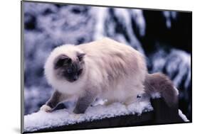 Ragdoll Cat on Fence-Darrell Gulin-Mounted Photographic Print