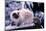 Ragdoll Cat on Fence-Darrell Gulin-Mounted Photographic Print