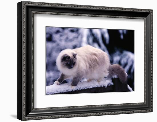 Ragdoll Cat on Fence-Darrell Gulin-Framed Photographic Print