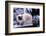 Ragdoll Cat on Fence-Darrell Gulin-Framed Photographic Print