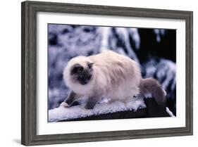 Ragdoll Cat on Fence-Darrell Gulin-Framed Photographic Print