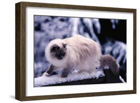 Ragdoll Cat on Fence-Darrell Gulin-Framed Photographic Print