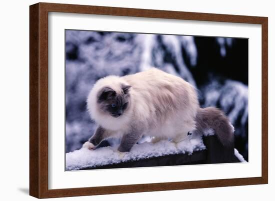 Ragdoll Cat on Fence-Darrell Gulin-Framed Photographic Print
