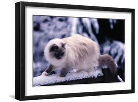 Ragdoll Cat on Fence-Darrell Gulin-Framed Photographic Print
