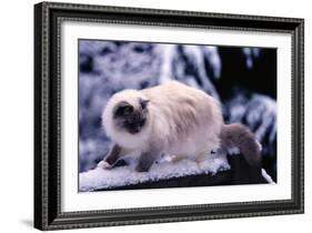 Ragdoll Cat on Fence-Darrell Gulin-Framed Photographic Print