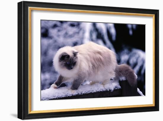 Ragdoll Cat on Fence-Darrell Gulin-Framed Photographic Print