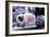 Ragdoll Cat on Fence-Darrell Gulin-Framed Photographic Print