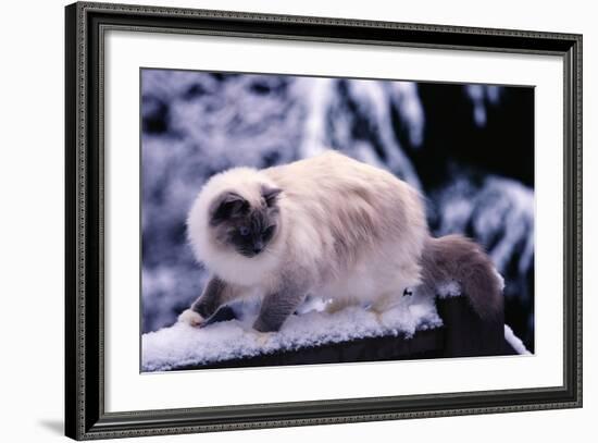 Ragdoll Cat on Fence-Darrell Gulin-Framed Photographic Print