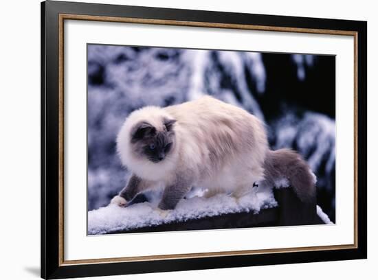 Ragdoll Cat on Fence-Darrell Gulin-Framed Photographic Print