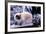 Ragdoll Cat on Fence-Darrell Gulin-Framed Photographic Print