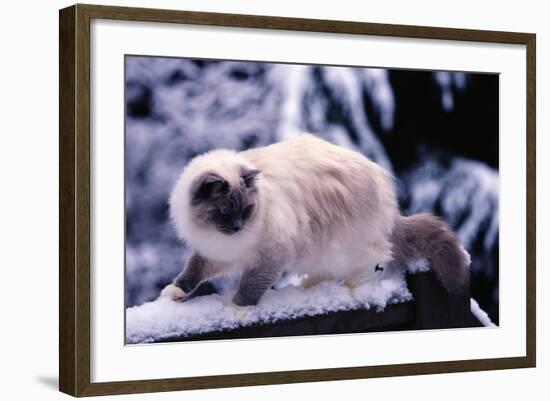 Ragdoll Cat on Fence-Darrell Gulin-Framed Photographic Print